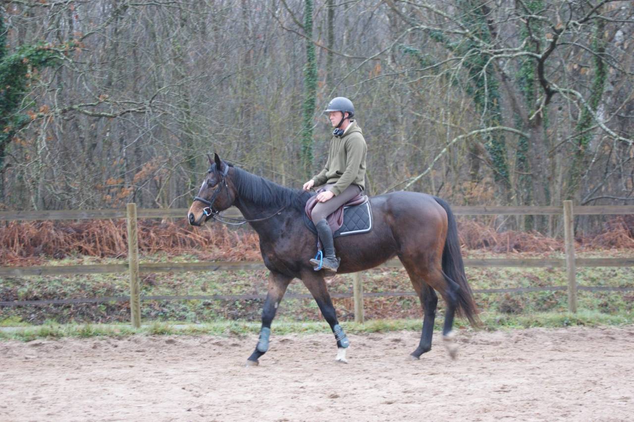 Gelding Thoroughbred For sale 2020 Bay