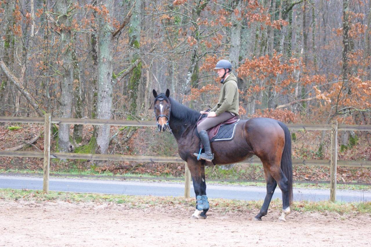 Gelding Thoroughbred For sale 2020 Bay