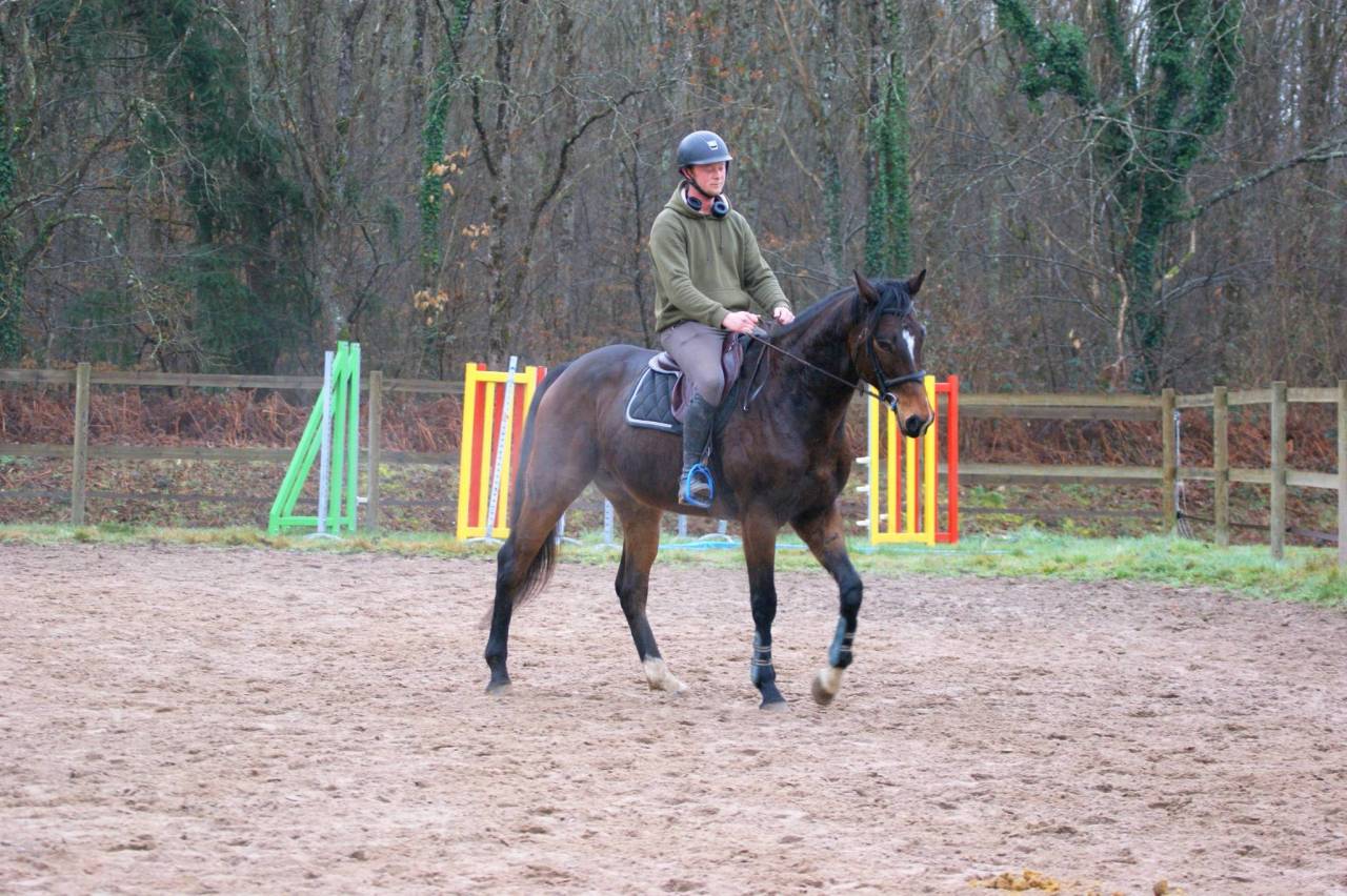 Gelding Thoroughbred For sale 2020 Bay