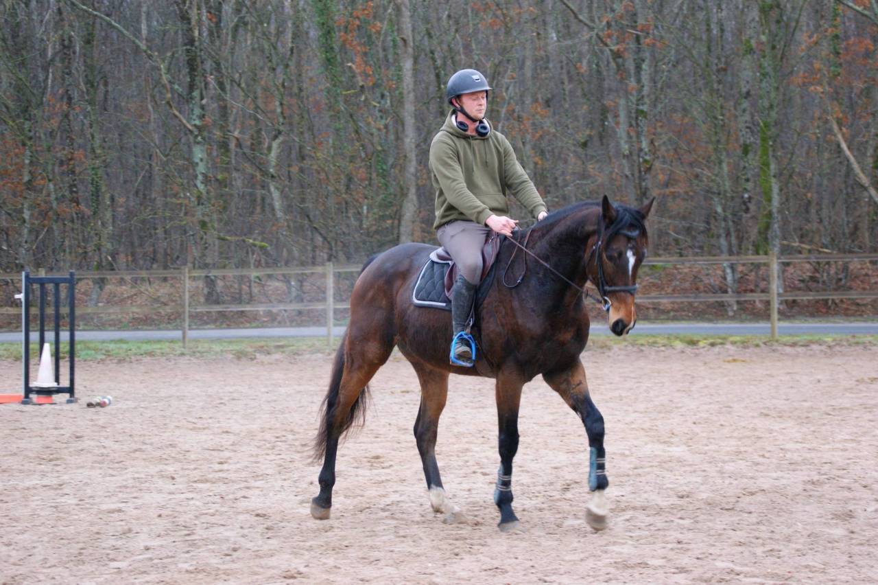 Gelding Thoroughbred For sale 2020 Bay