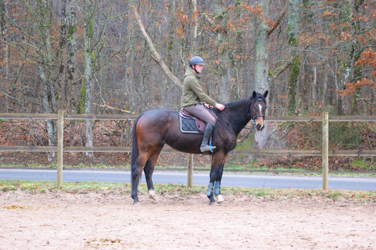 Gelding Thoroughbred For sale 2020 Bay