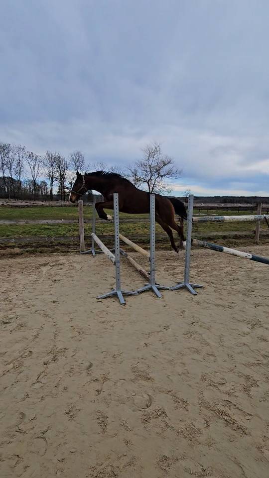 Mare Thoroughbred For sale 2021 Bay