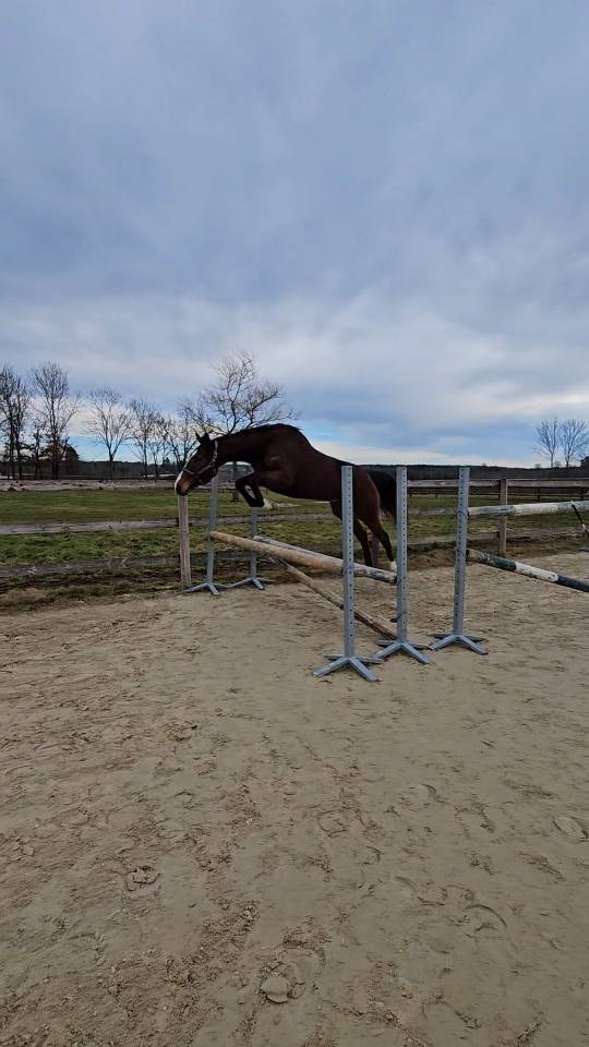 Mare Thoroughbred For sale 2021 Bay