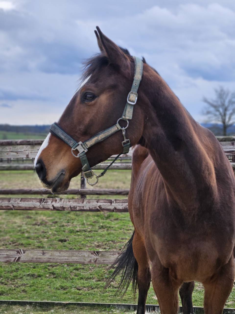 Mare Thoroughbred For sale 2021 Bay