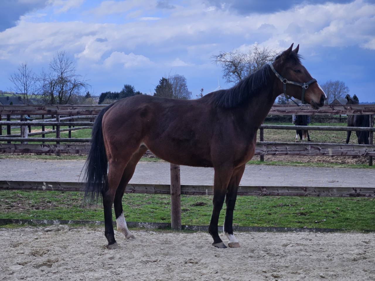 Mare Thoroughbred For sale 2021 Bay
