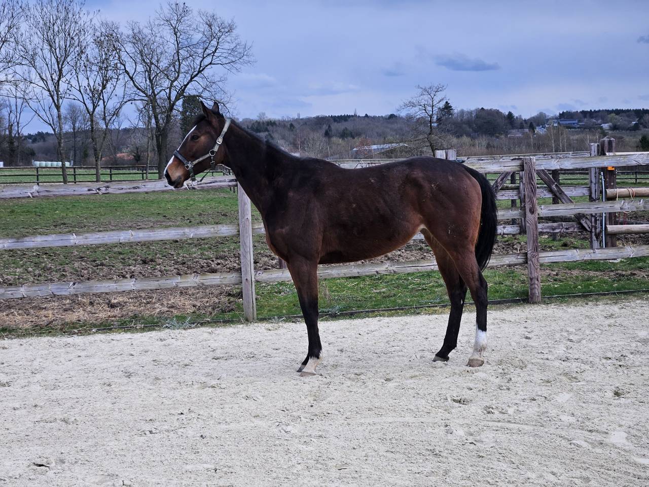 Mare Thoroughbred For sale 2021 Bay