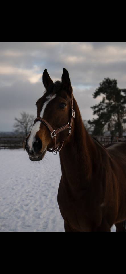 Mare Thoroughbred For sale 2021 Bay