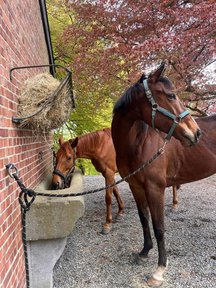 Mare Thoroughbred For sale 2021 Bay