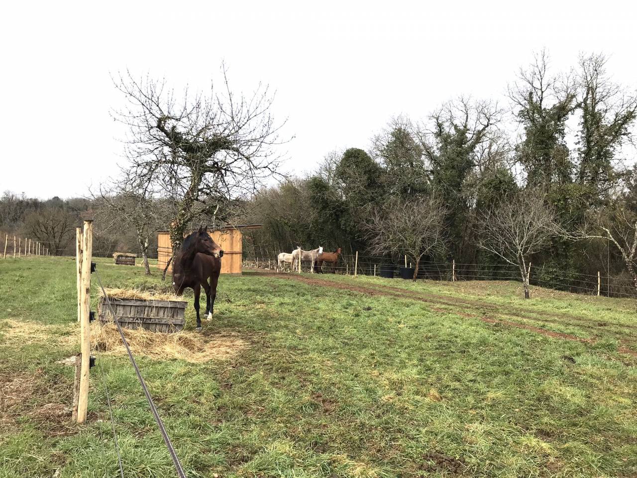 Luxurious equestrian property  Charente