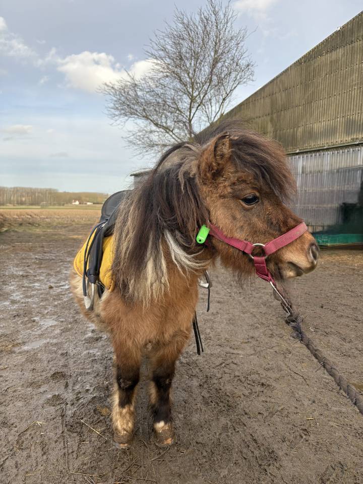 Mare Shetland Pony For sale 2022 Coloured