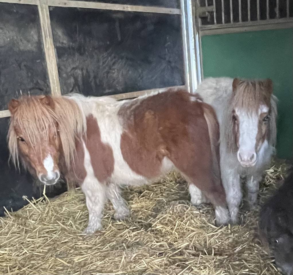 Filly Shetland Pony For sale 2024 Coloured