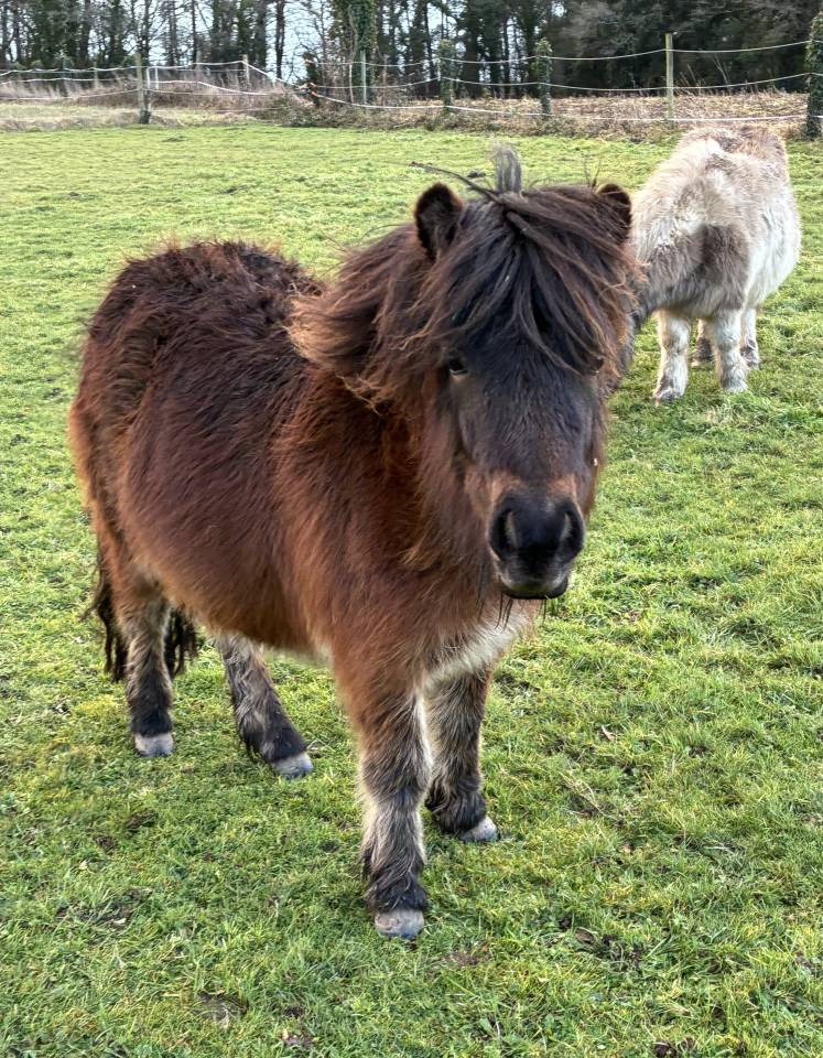 Mare Shetland Pony For sale 2024 Bay