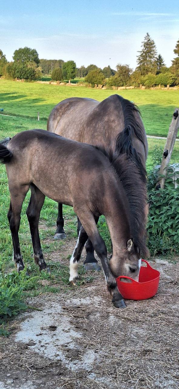 Filly French Saddle Pony For sale 2025 Buckskin