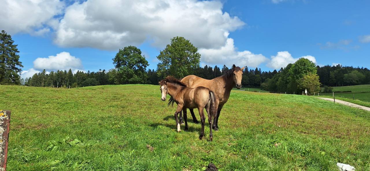 Filly French Saddle Pony For sale 2025 Buckskin