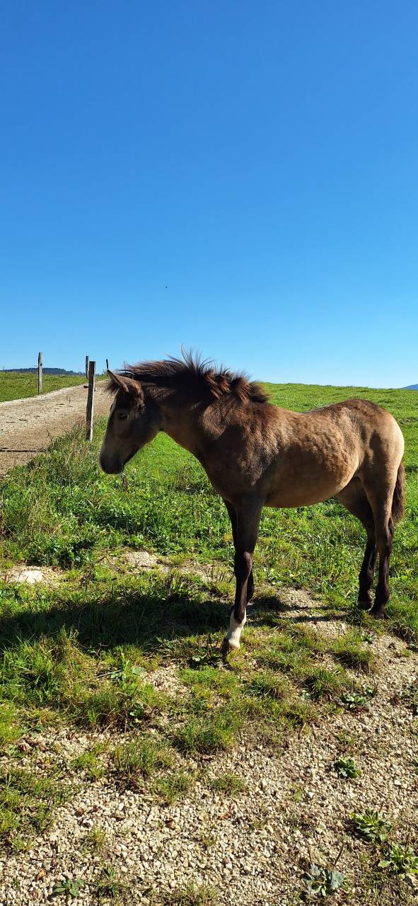 Filly French Saddle Pony For sale 2025 Buckskin