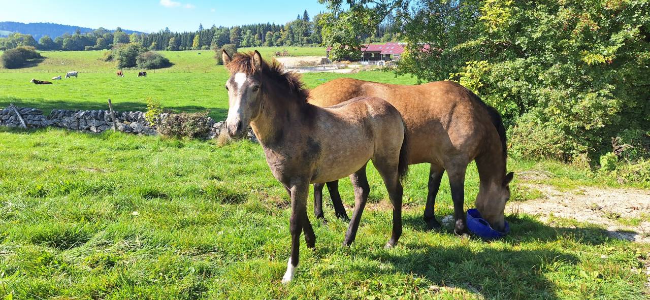 Filly French Saddle Pony For sale 2025 Buckskin