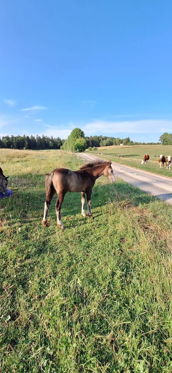 Filly French Saddle Pony For sale 2025 Buckskin