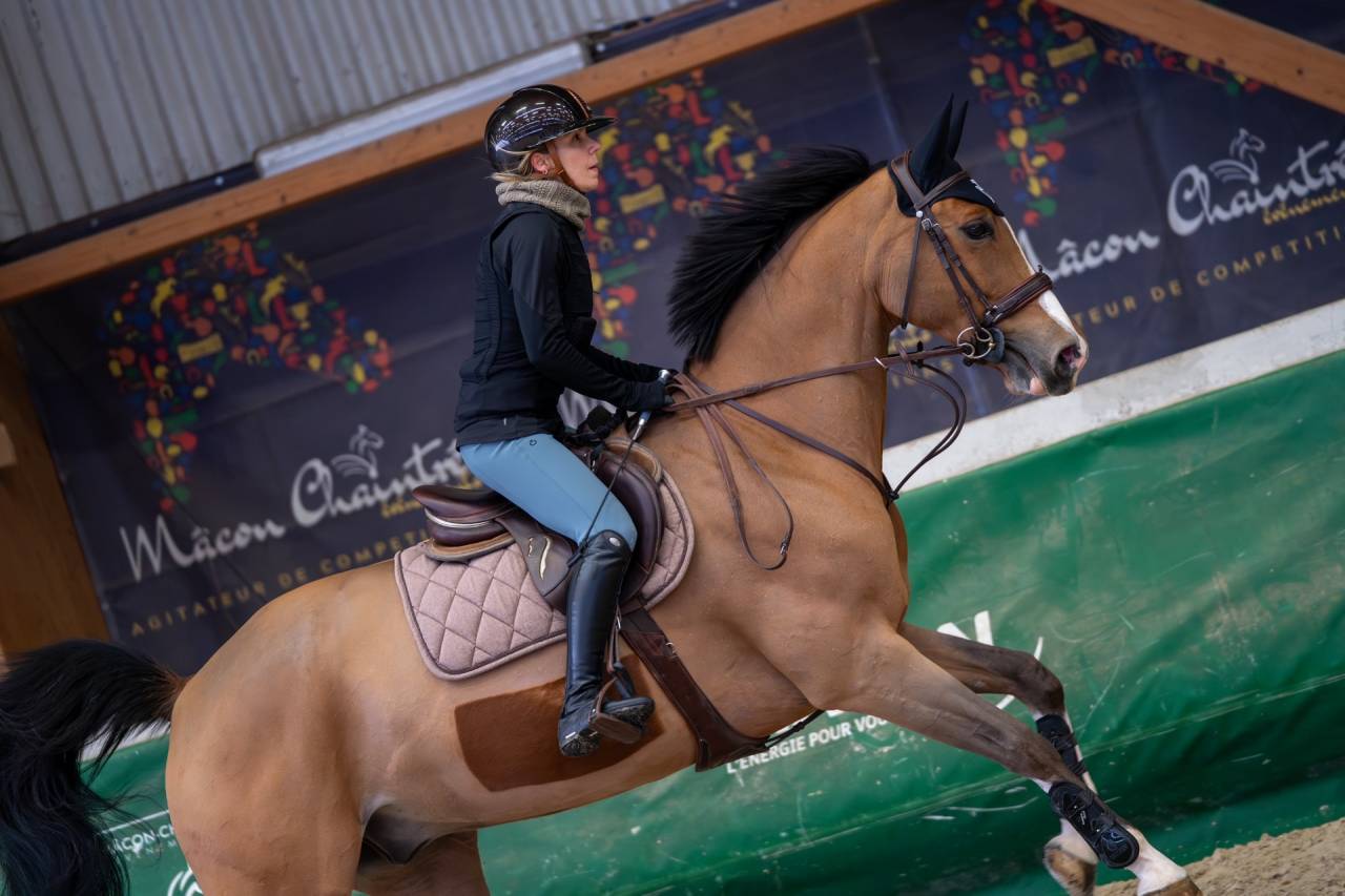 Gelding Selle Fran&ccedil;ais For sale 2014 Bay