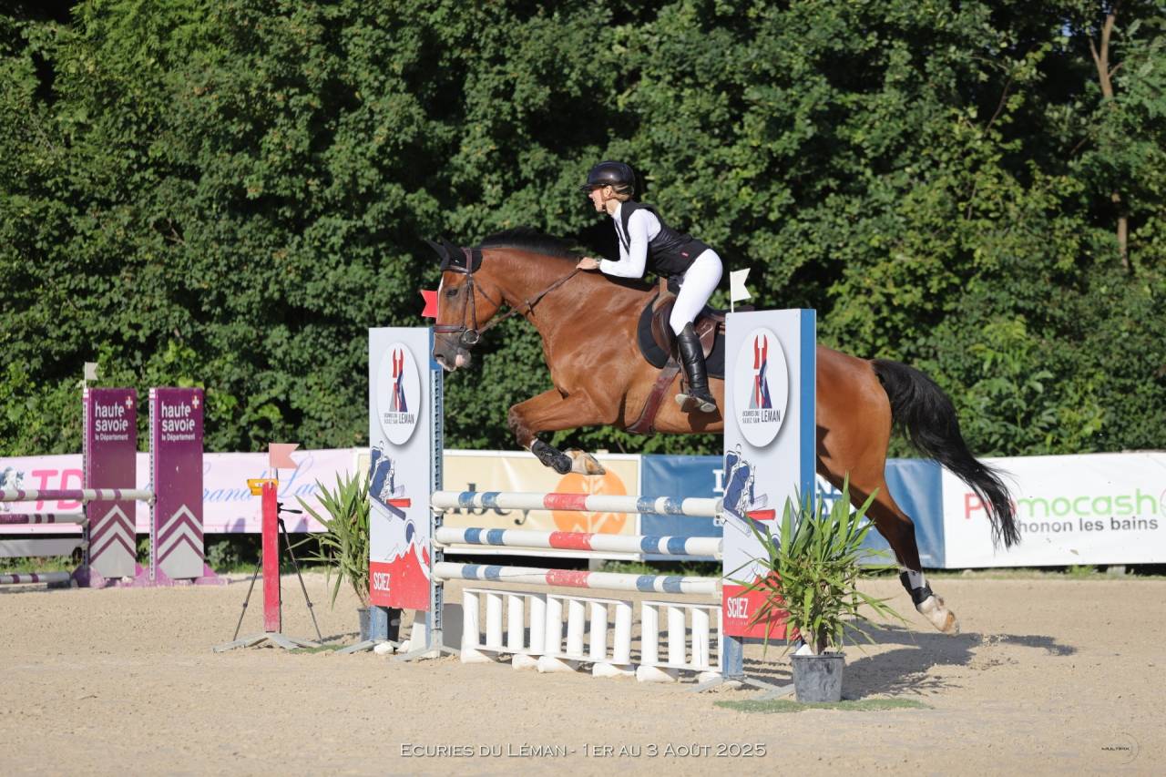 Gelding Selle Fran&ccedil;ais For sale 2014 Bay