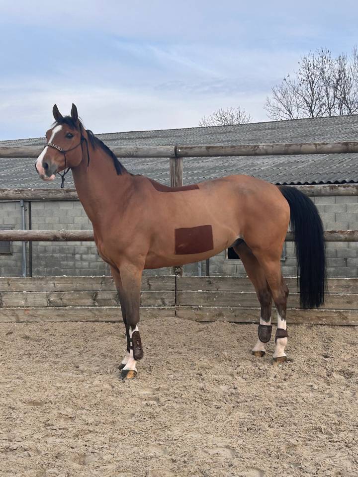 Gelding Selle Fran&ccedil;ais For sale 2014 Bay
