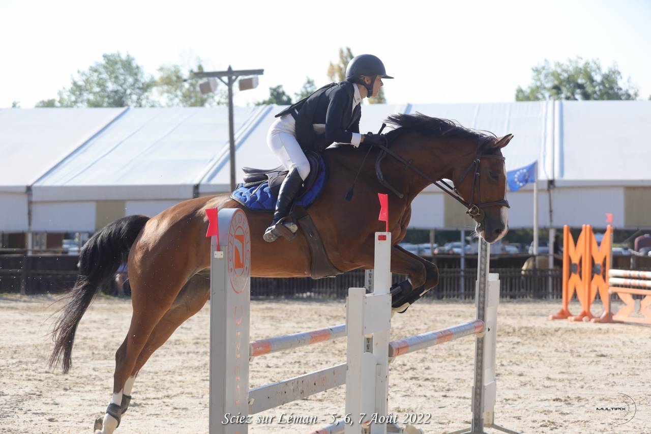 Gelding Selle Fran&ccedil;ais For sale 2014 Bay