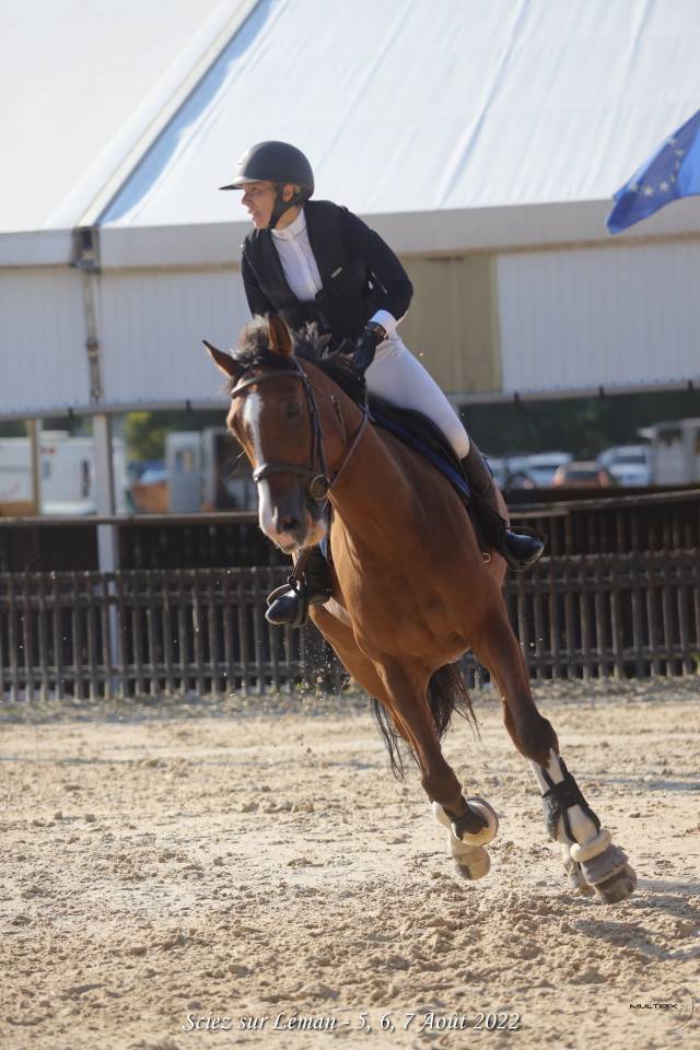 Gelding Selle Fran&ccedil;ais For sale 2014 Bay