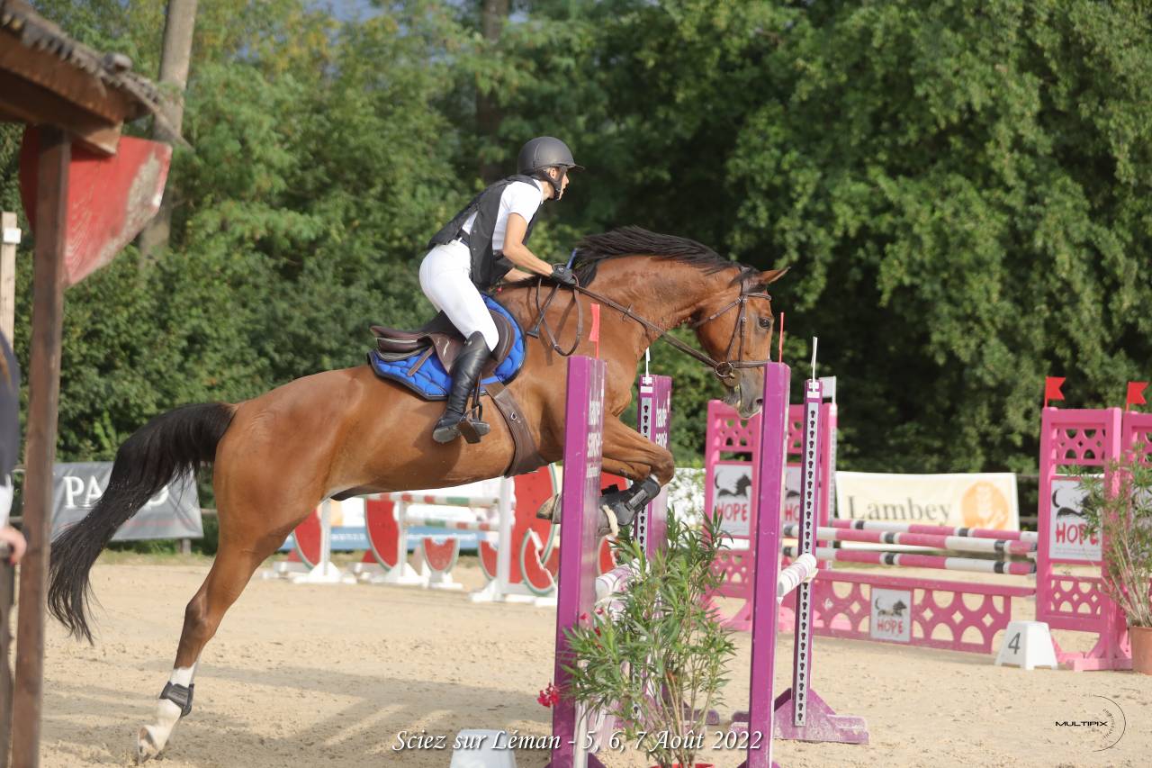 Gelding Selle Fran&ccedil;ais For sale 2014 Bay