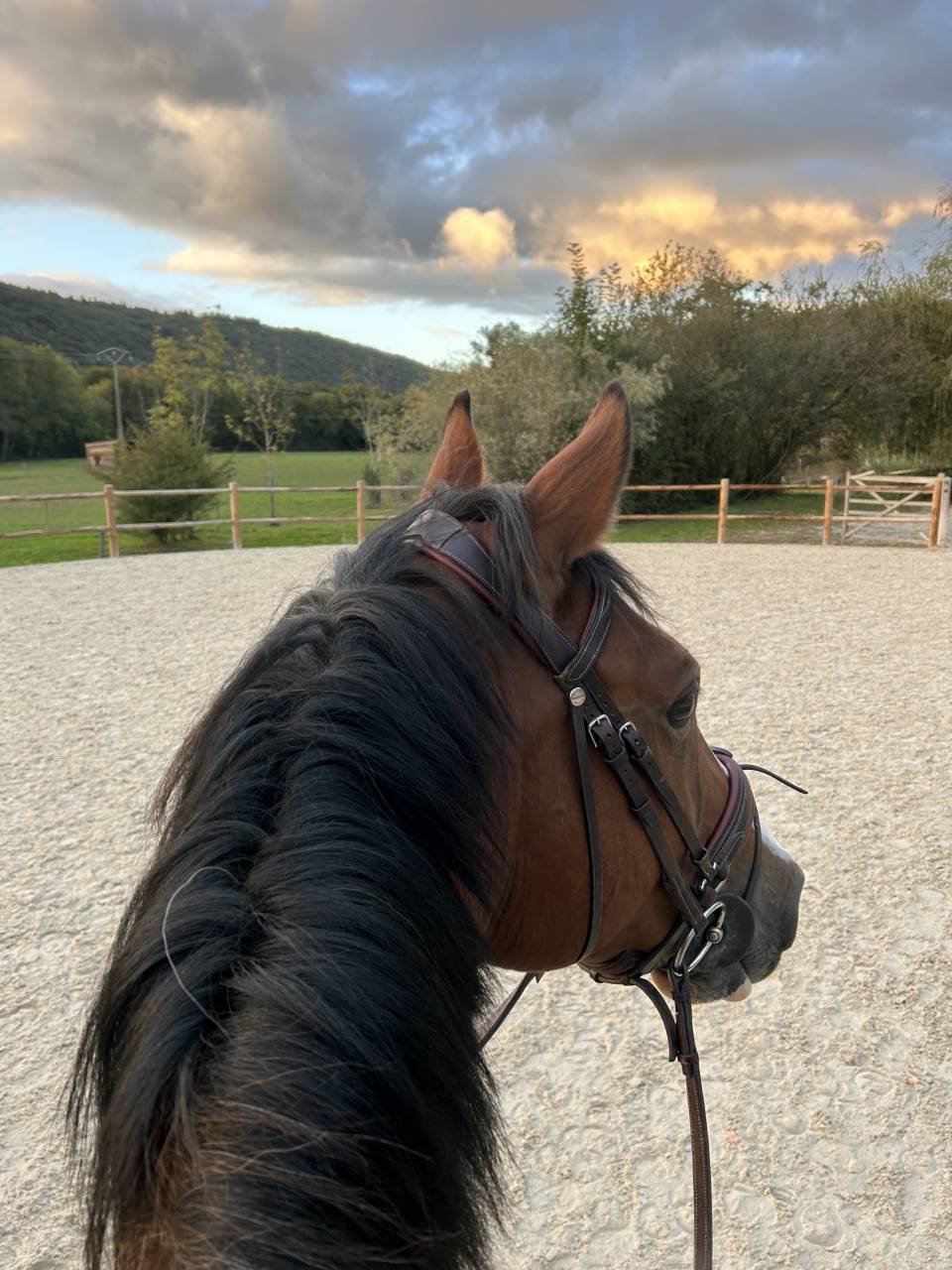 Gelding Selle Fran&ccedil;ais For sale 2014 Bay