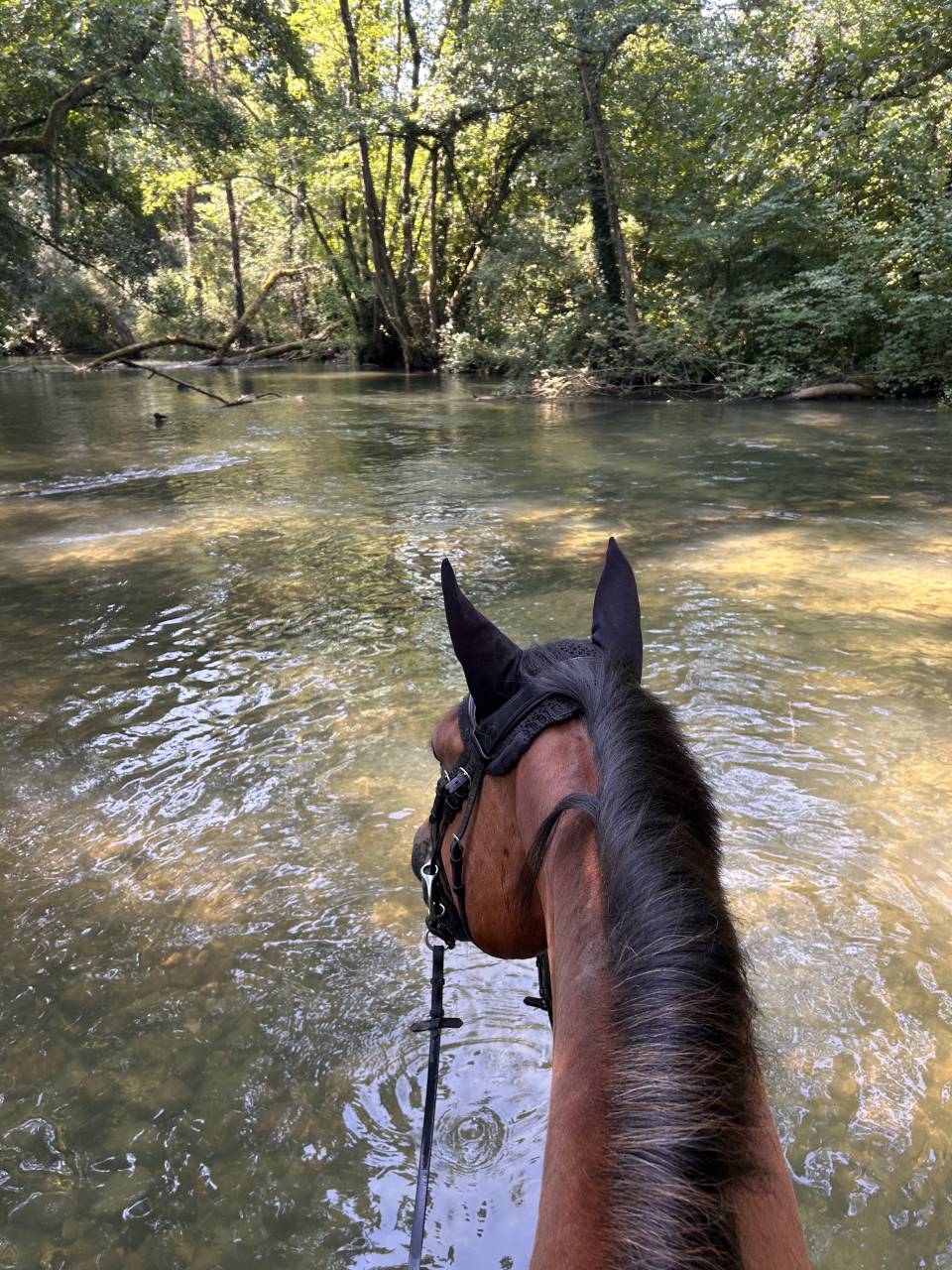 Gelding Selle Fran&ccedil;ais For sale 2014 Bay