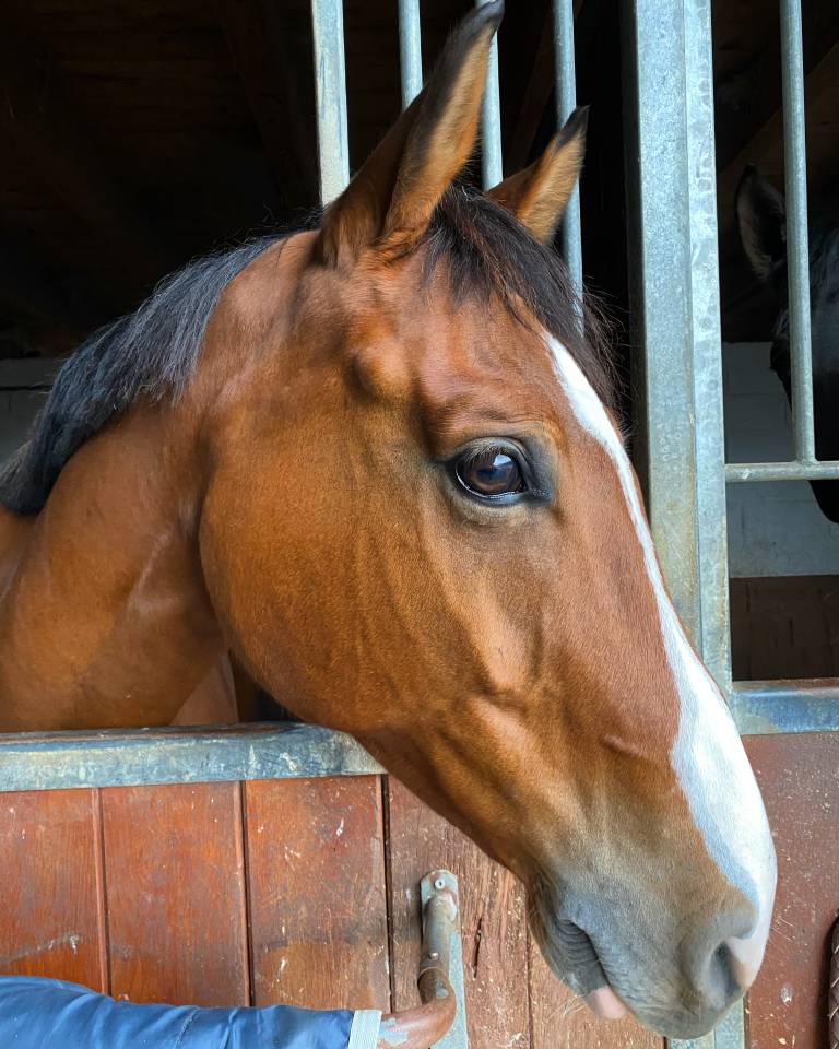 Gelding Selle Fran&ccedil;ais For sale 2014 Bay