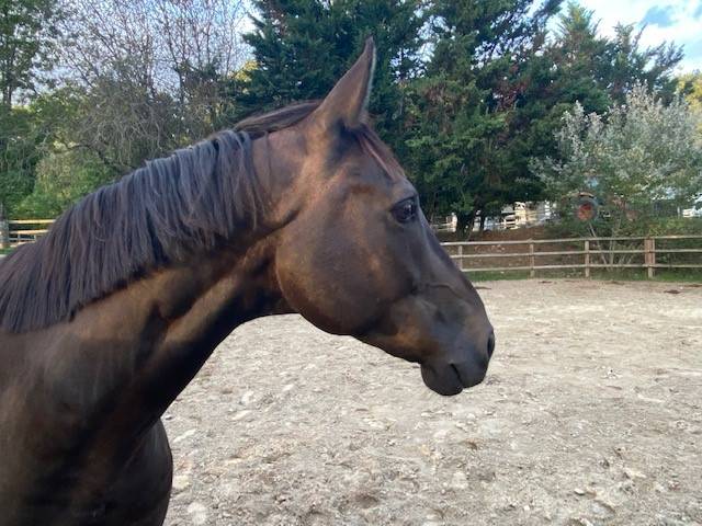 Gelding Selle Fran&ccedil;ais For sale 2018 Dark Bay