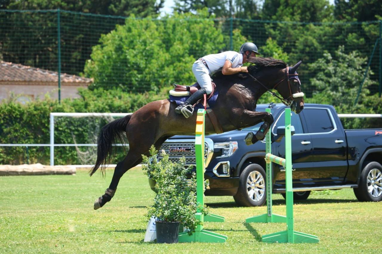 Gelding Selle Fran&ccedil;ais For sale 2018 Dark Bay