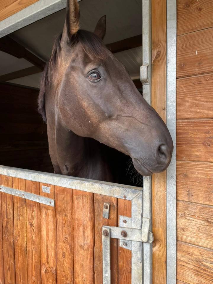 Gelding Selle Fran&ccedil;ais For sale 2018 Dark Bay