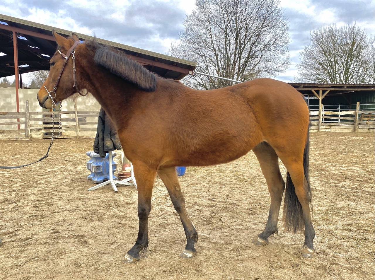 Mare Dutch Riding Pony For sale 2023 Bay