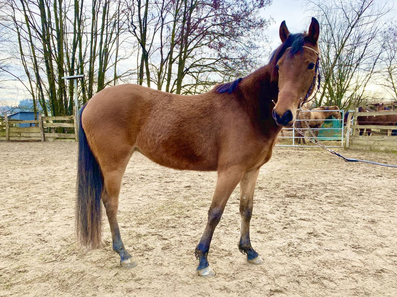 Mare Dutch Riding Pony For sale 2023 Bay