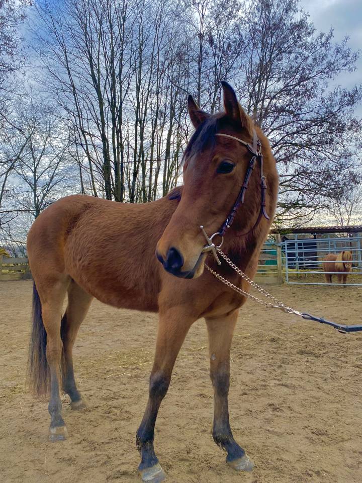 Mare Dutch Riding Pony For sale 2023 Bay