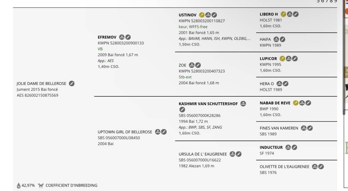 Mare AES Anglo European Studbook For sale 2015 Bay