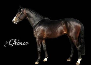 Mare sBs Belgian Warmblood For sale 2015 Bay
