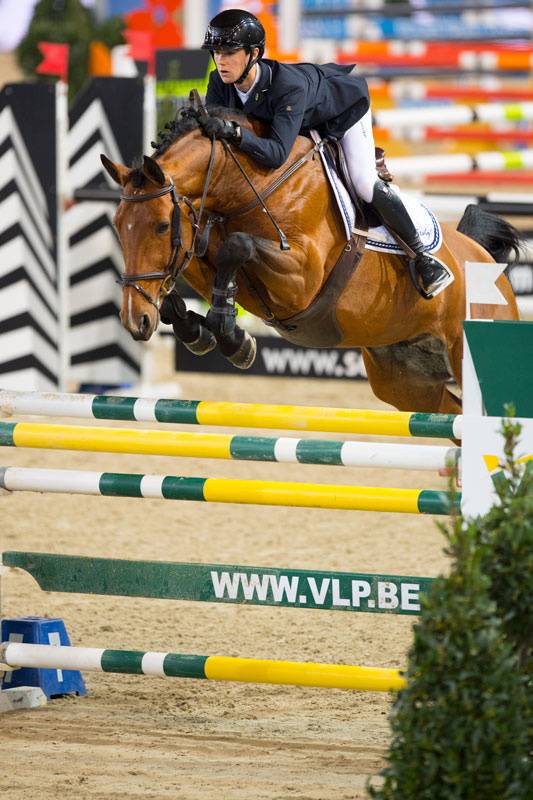 Mare sBs Belgian Warmblood For sale 2015 Bay