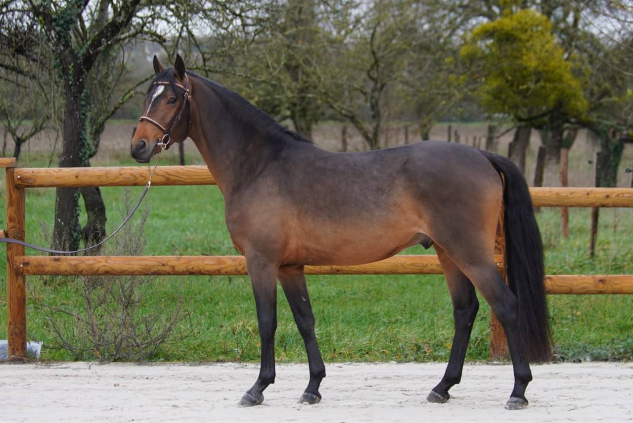 Stallion French Saddle Pony For sale 2022 Bay