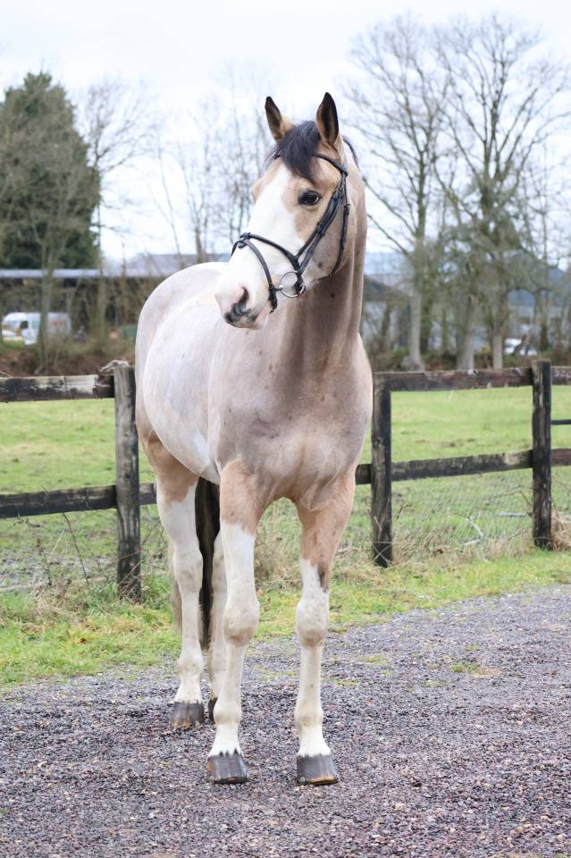 Gelding Selle Fran&ccedil;ais For sale 2018 Coloured