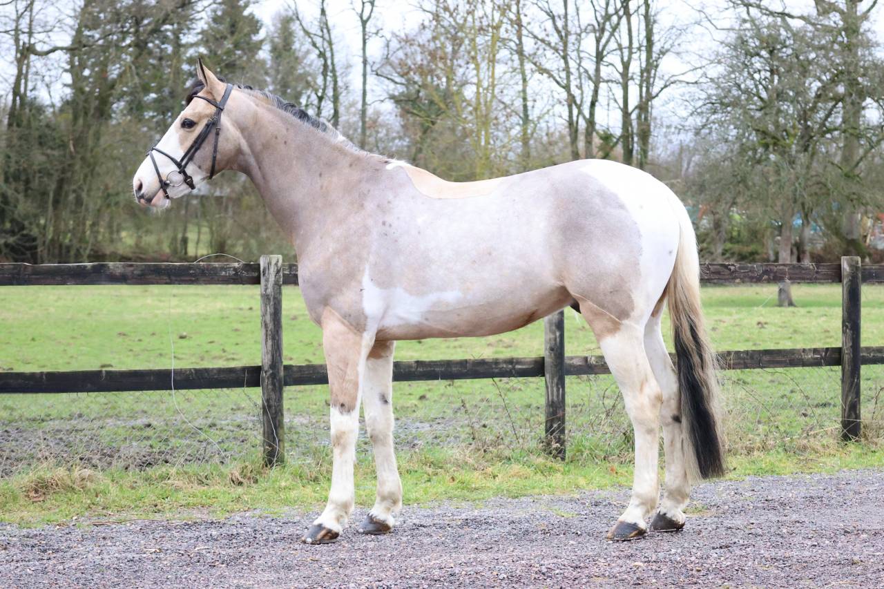 Gelding Selle Fran&ccedil;ais For sale 2018 Coloured