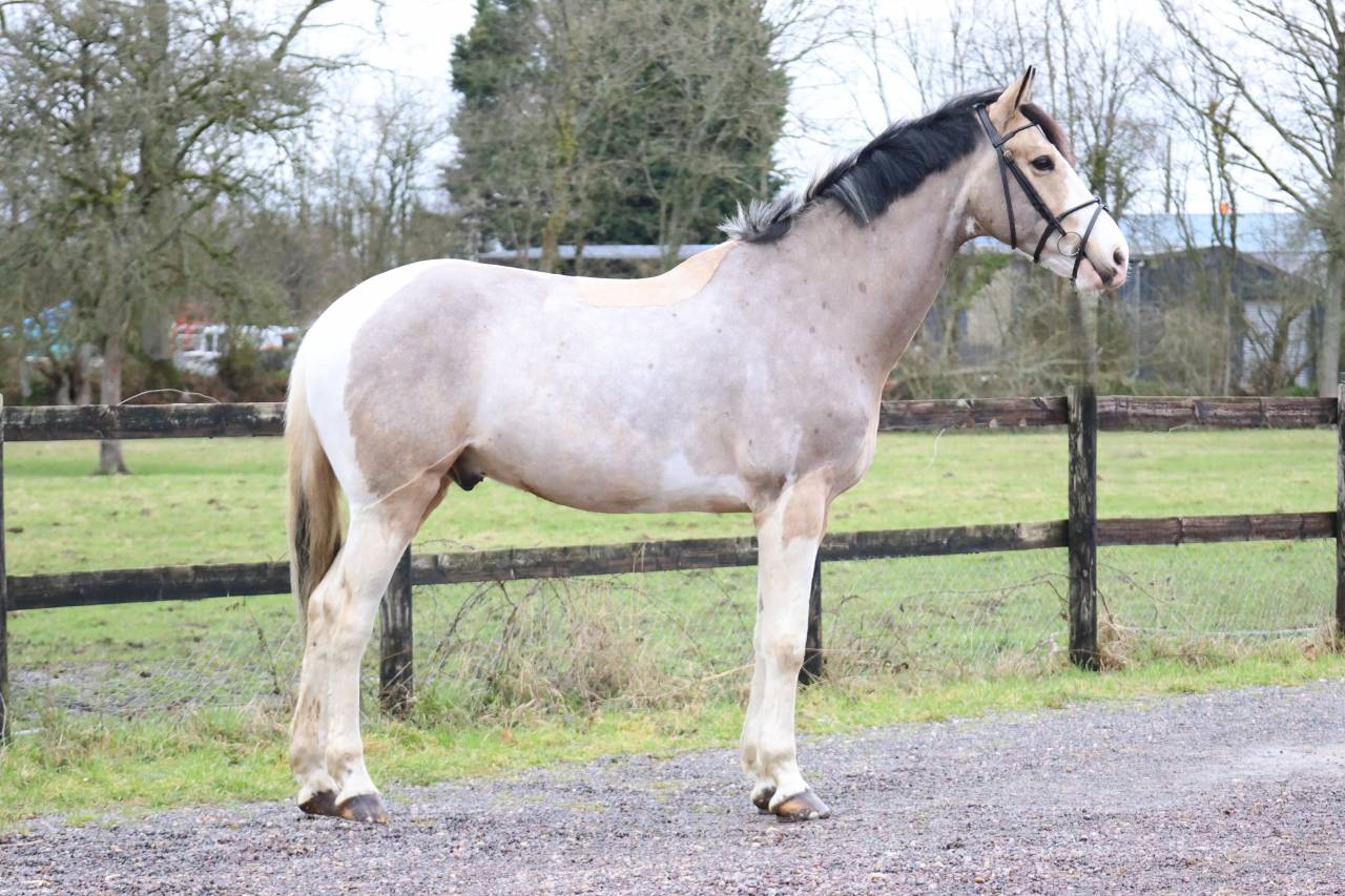 Gelding Selle Fran&ccedil;ais For sale 2018 Coloured