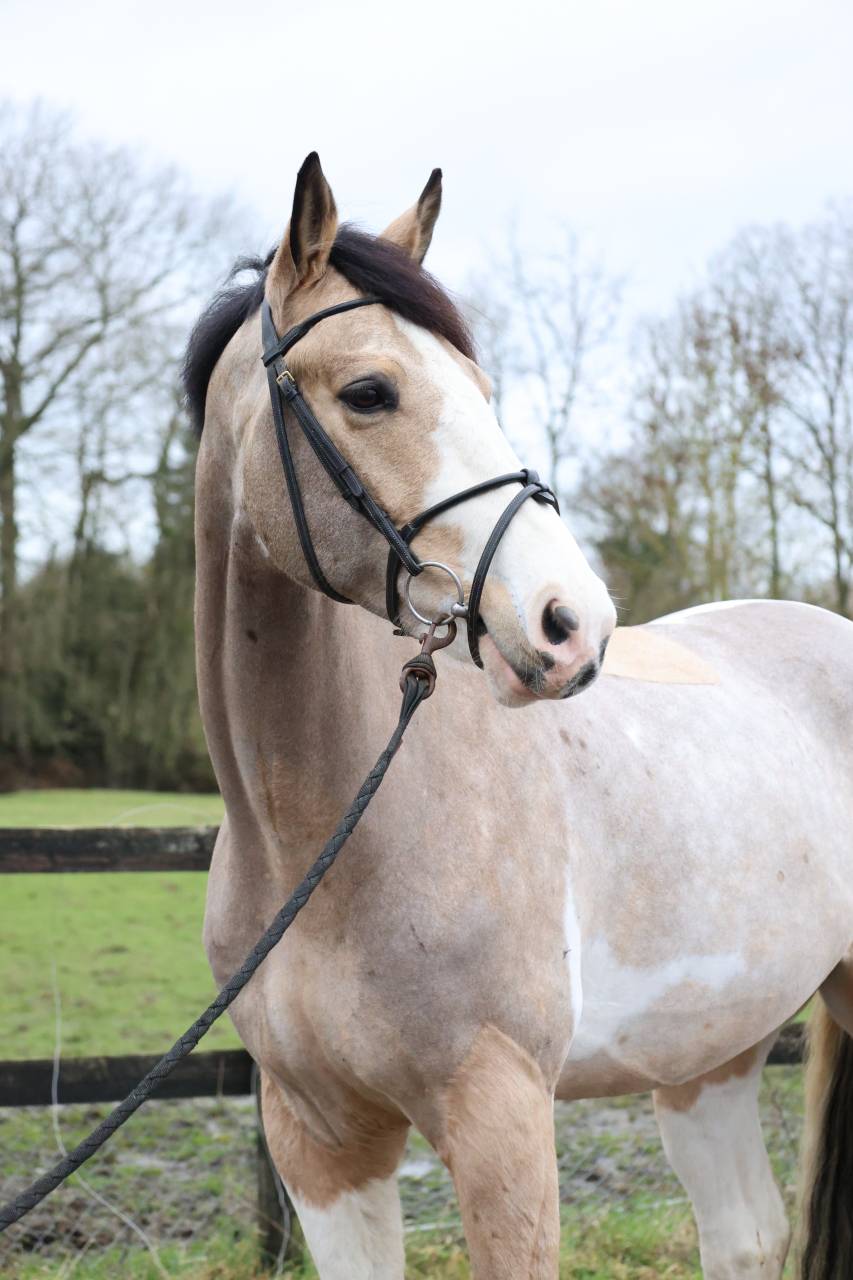 Gelding Selle Fran&ccedil;ais For sale 2018 Coloured