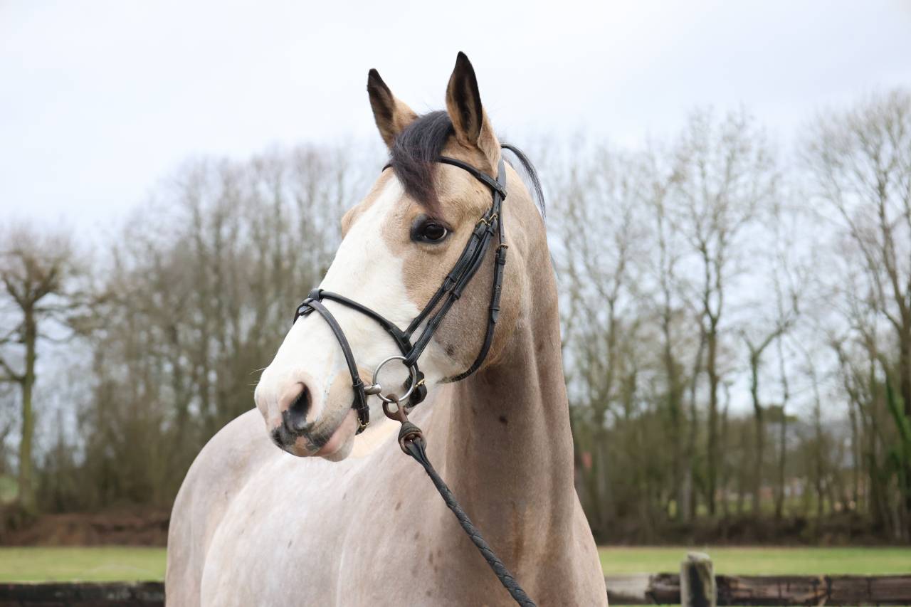 Gelding Selle Fran&ccedil;ais For sale 2018 Coloured