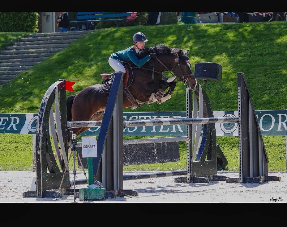 Stallion Welsh Pony (Section D), Welsh Cob For sale 2017 Dark Bay