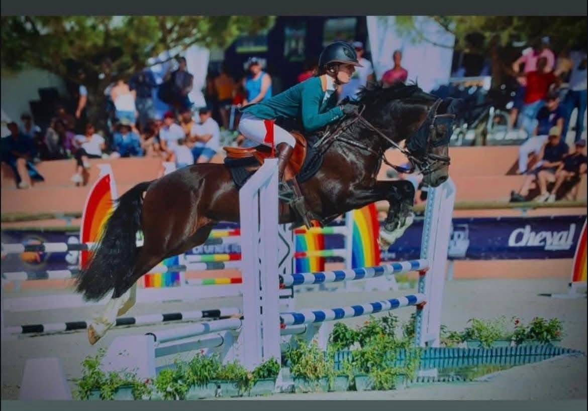 Stallion Welsh Pony (Section D), Welsh Cob For sale 2017 Dark Bay