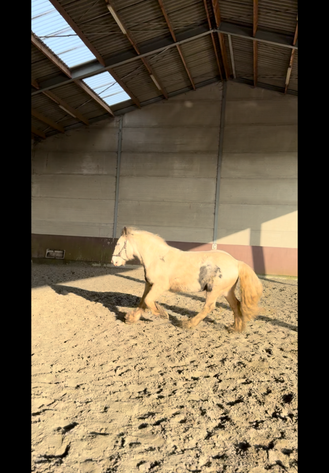 Gelding Other Pony Breed For sale 2023 Coloured