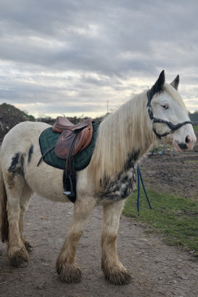 Gelding Other Pony Breed For sale 2023 Coloured