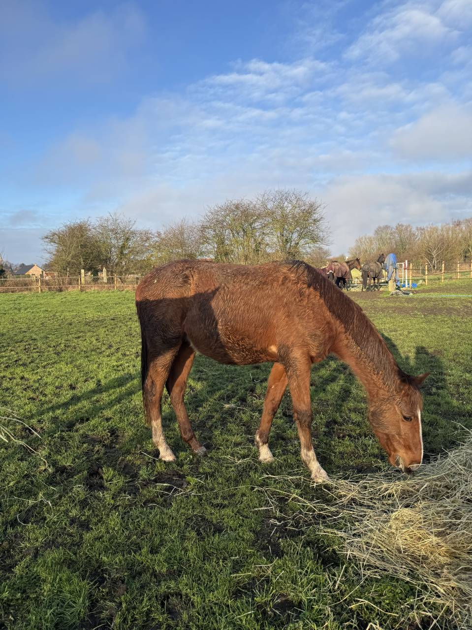 Gelding Other Pony Breed For sale 2023 Chesnut